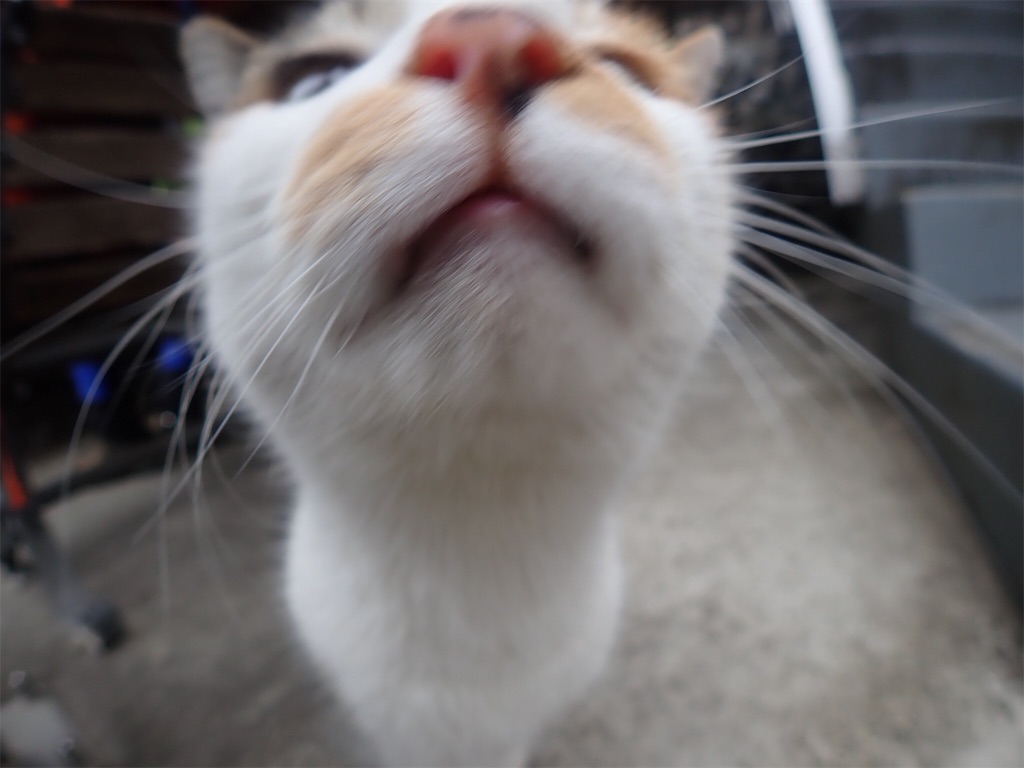 f:id:sssishinomaki:20190222182528j:image