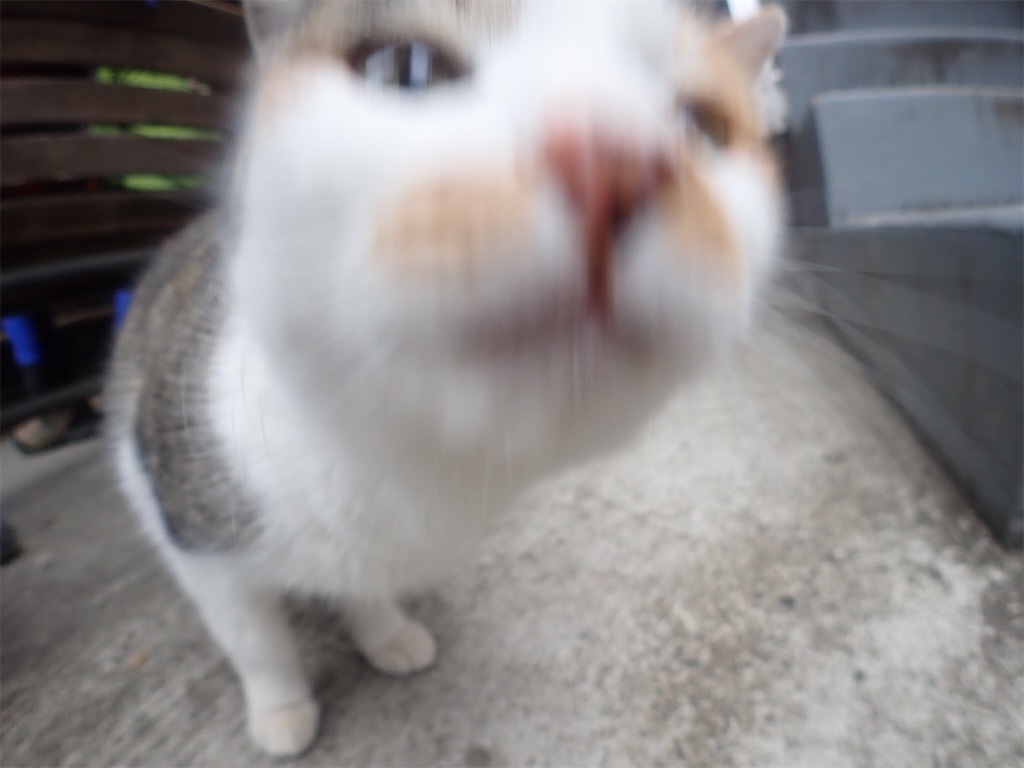 f:id:sssishinomaki:20190222182532j:image