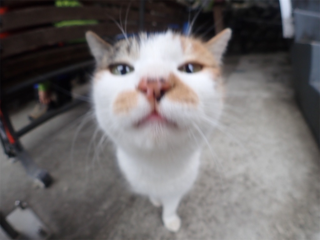 f:id:sssishinomaki:20190222182541j:image