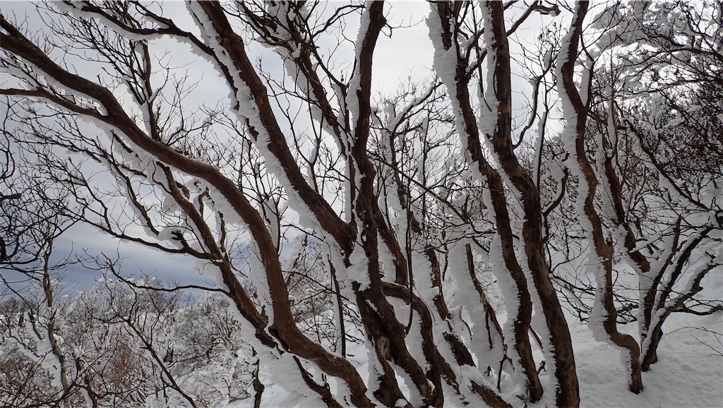 f:id:ssskypark:20190206035033j:image