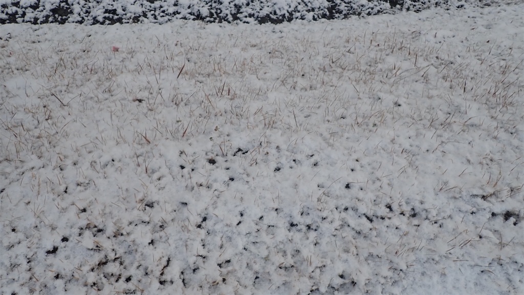f:id:ssskypark:20190210190750j:image