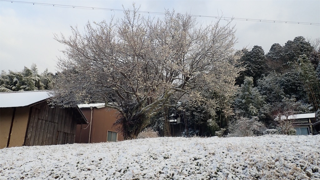 f:id:ssskypark:20190210190817j:image
