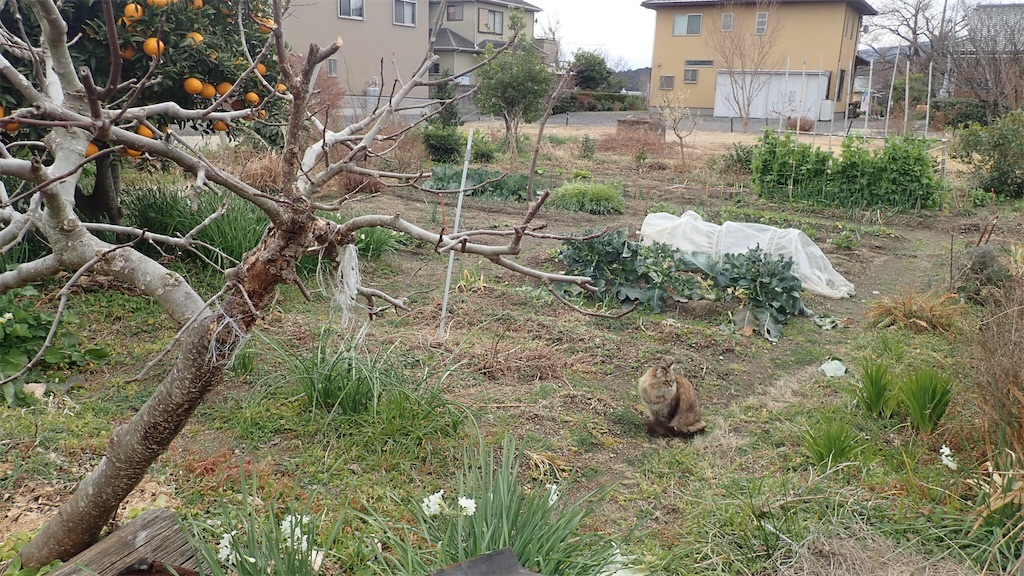 f:id:ssskypark:20190211122414j:image