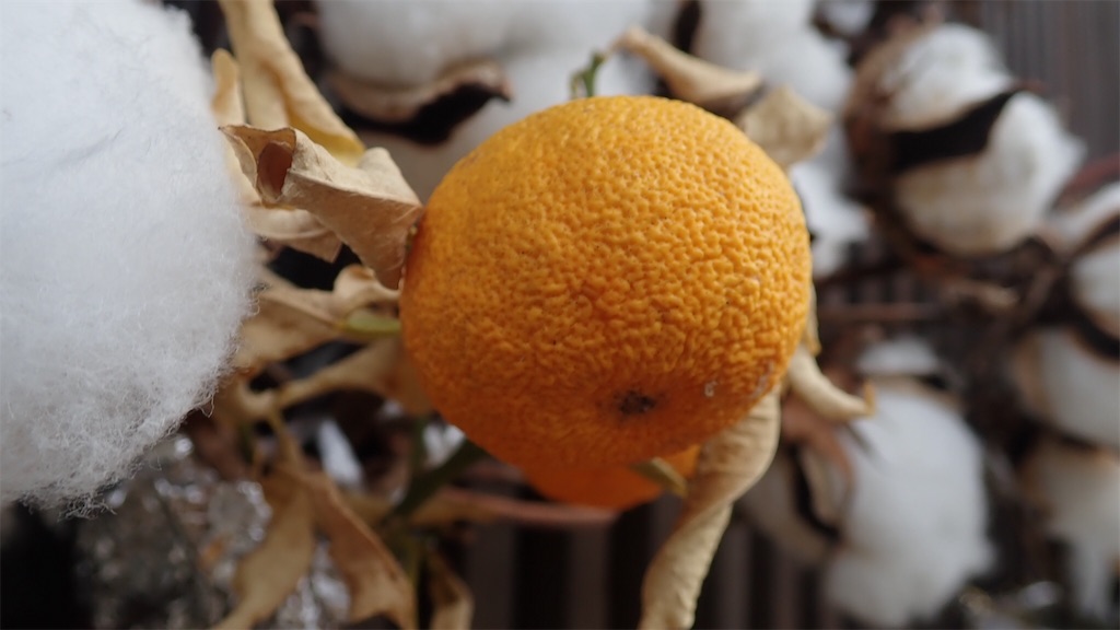 f:id:ssskypark:20190211133525j:image