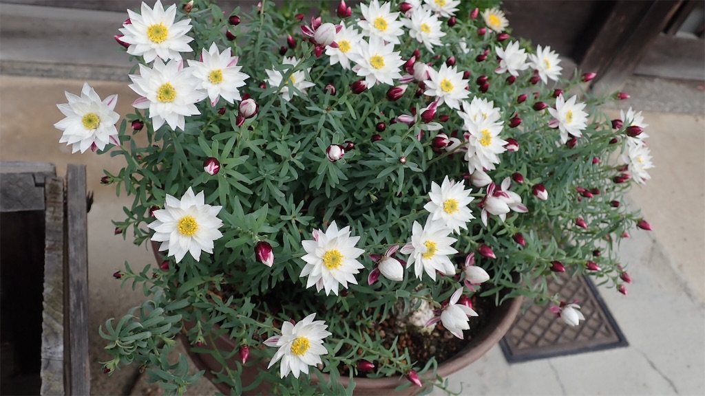 f:id:ssskypark:20190211133613j:image