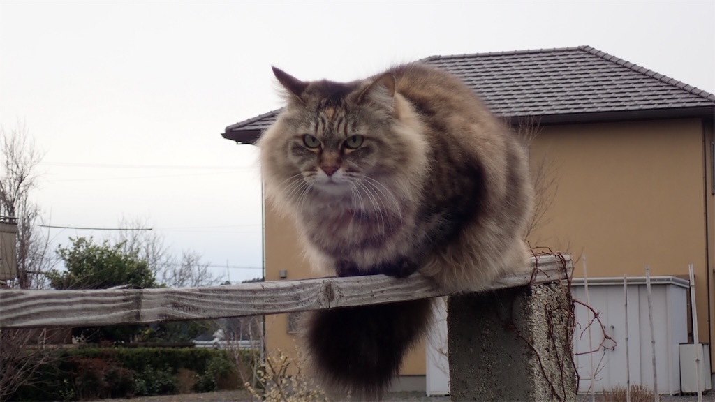 f:id:ssskypark:20190211133918j:image