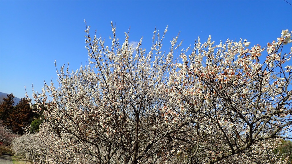 f:id:ssskypark:20190311002610j:image