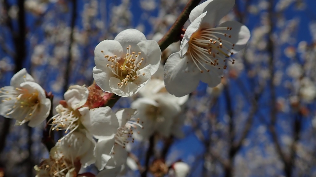 f:id:ssskypark:20190311002623j:image