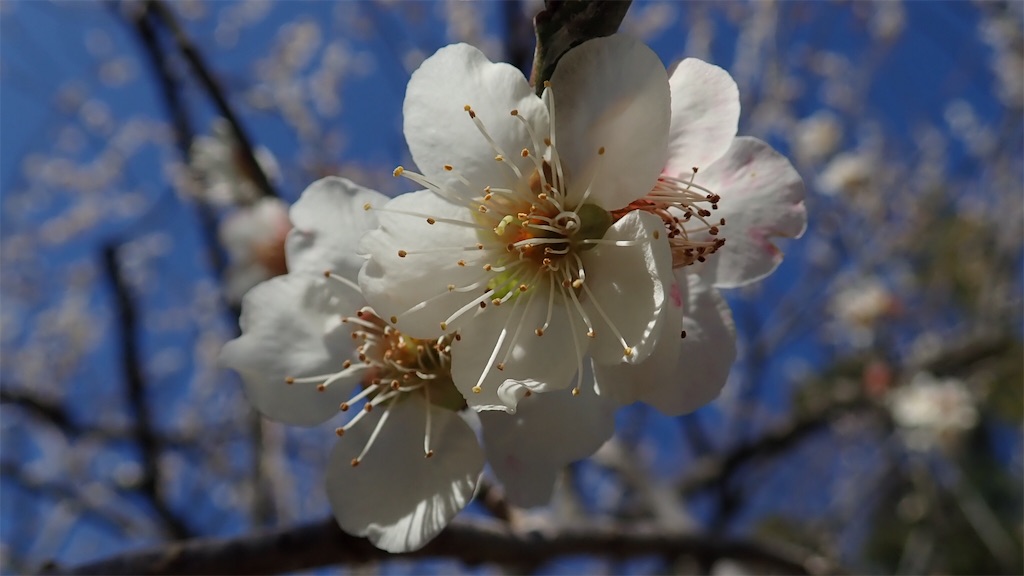 f:id:ssskypark:20190311002628j:image