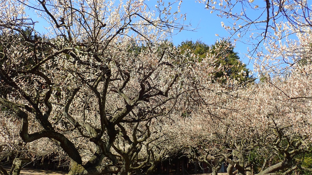 f:id:ssskypark:20190311002633j:image