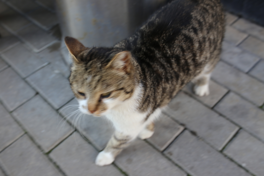 f:id:st1215:20160819083643j:plain