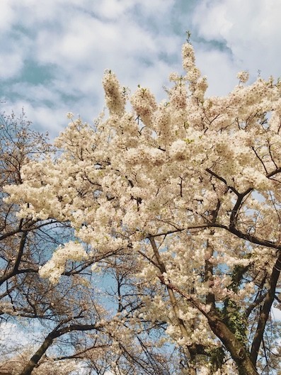 f:id:staffroom:20190405181556j:plain f:id:staffroom:20190405181556j:plain