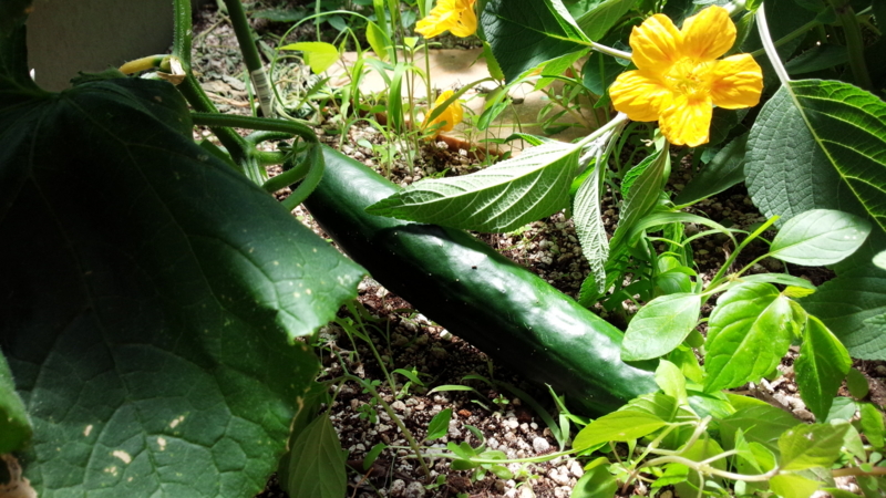 f:id:stafu:20160603122127j:image:w360