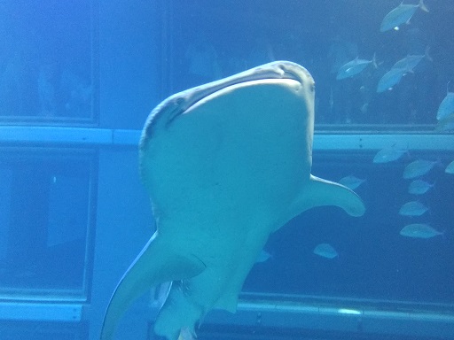 f:id:stafu:20170902113737j:image:w360 f:id:stafu:20170902113737j:image:w360