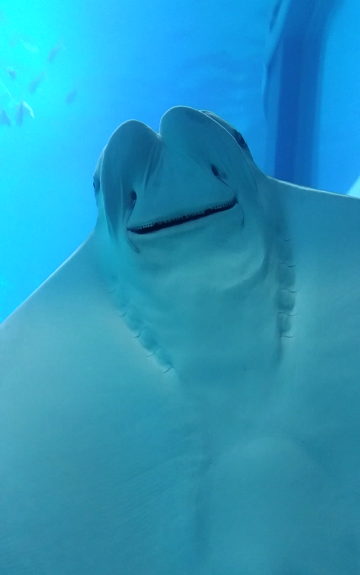 f:id:stafu:20171020003340p:image:w360 f:id:stafu:20171020003340p:image:w360