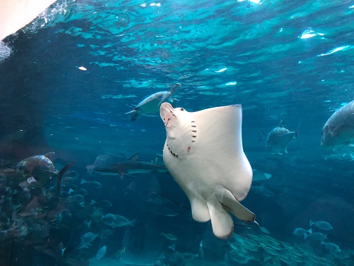 f:id:stafu:20180714002047j:image:w640 f:id:stafu:20180714002047j:image:w640