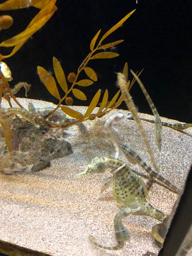 f:id:stafu:20180714002133j:image:w360 f:id:stafu:20180714002133j:image:w360