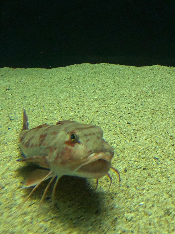 f:id:stafu:20180714002204j:image:w360 f:id:stafu:20180714002204j:image:w360