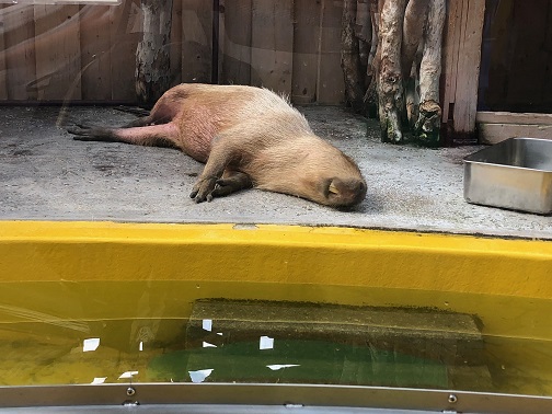 f:id:stafu:20180714002259j:image:w640 f:id:stafu:20180714002259j:image:w640