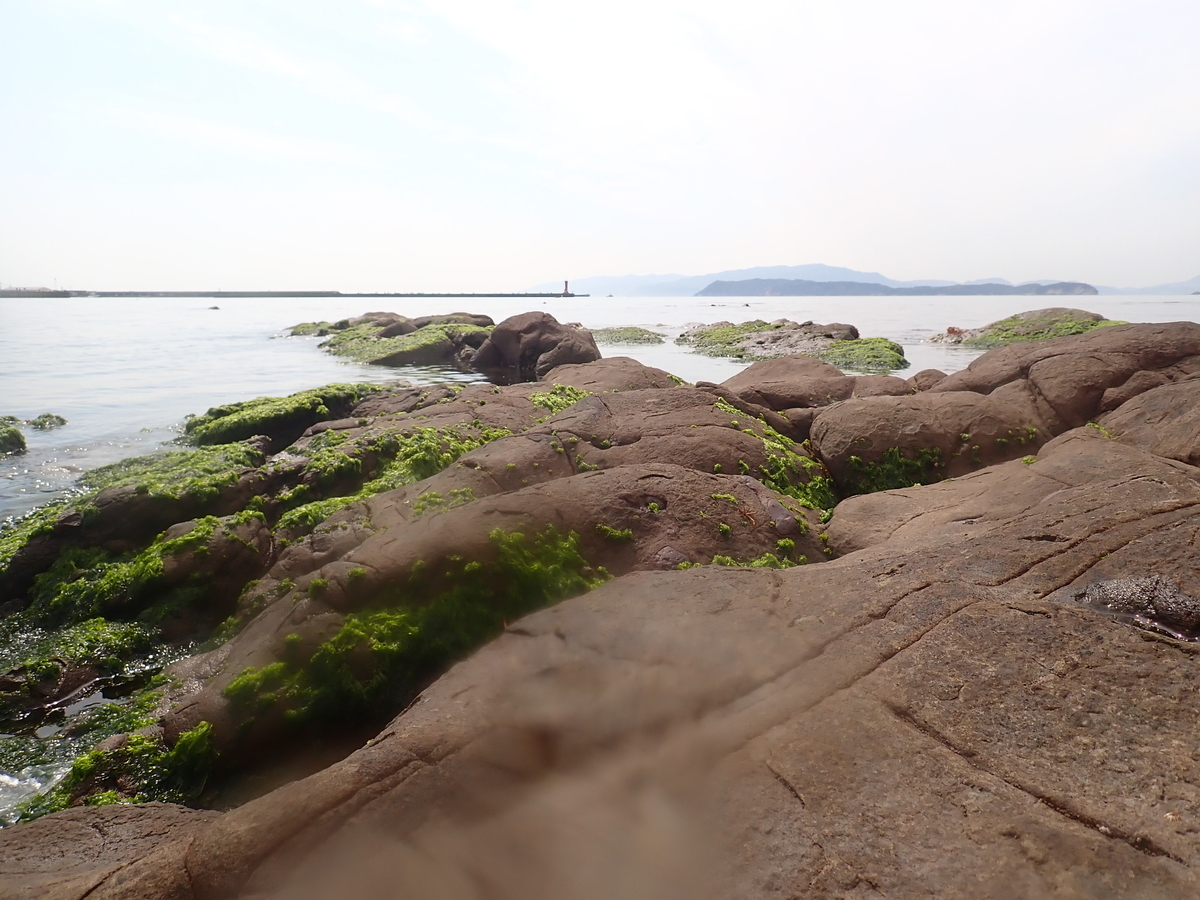 f:id:stagbeetlebeach:20200422231114j:plain