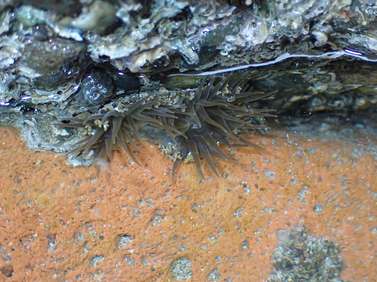 f:id:stagbeetlebeach:20200422231424j:plain