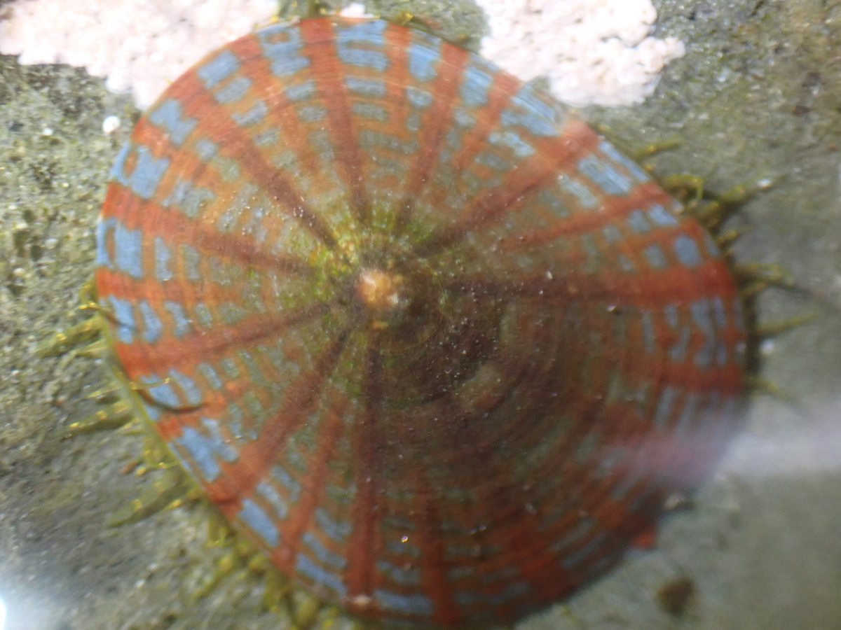 f:id:stagbeetlebeach:20200422231718j:plain