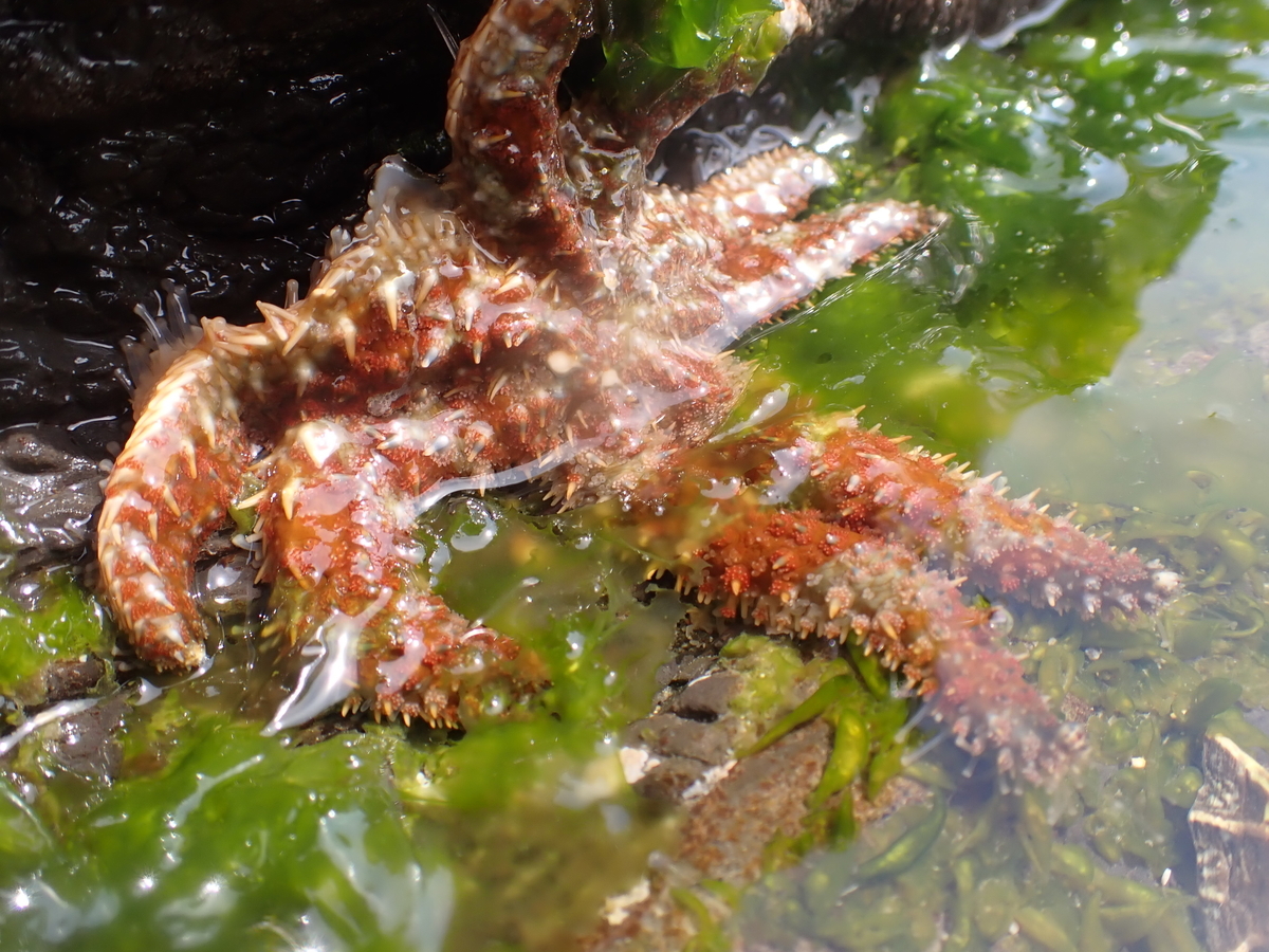 f:id:stagbeetlebeach:20200422232159j:plain