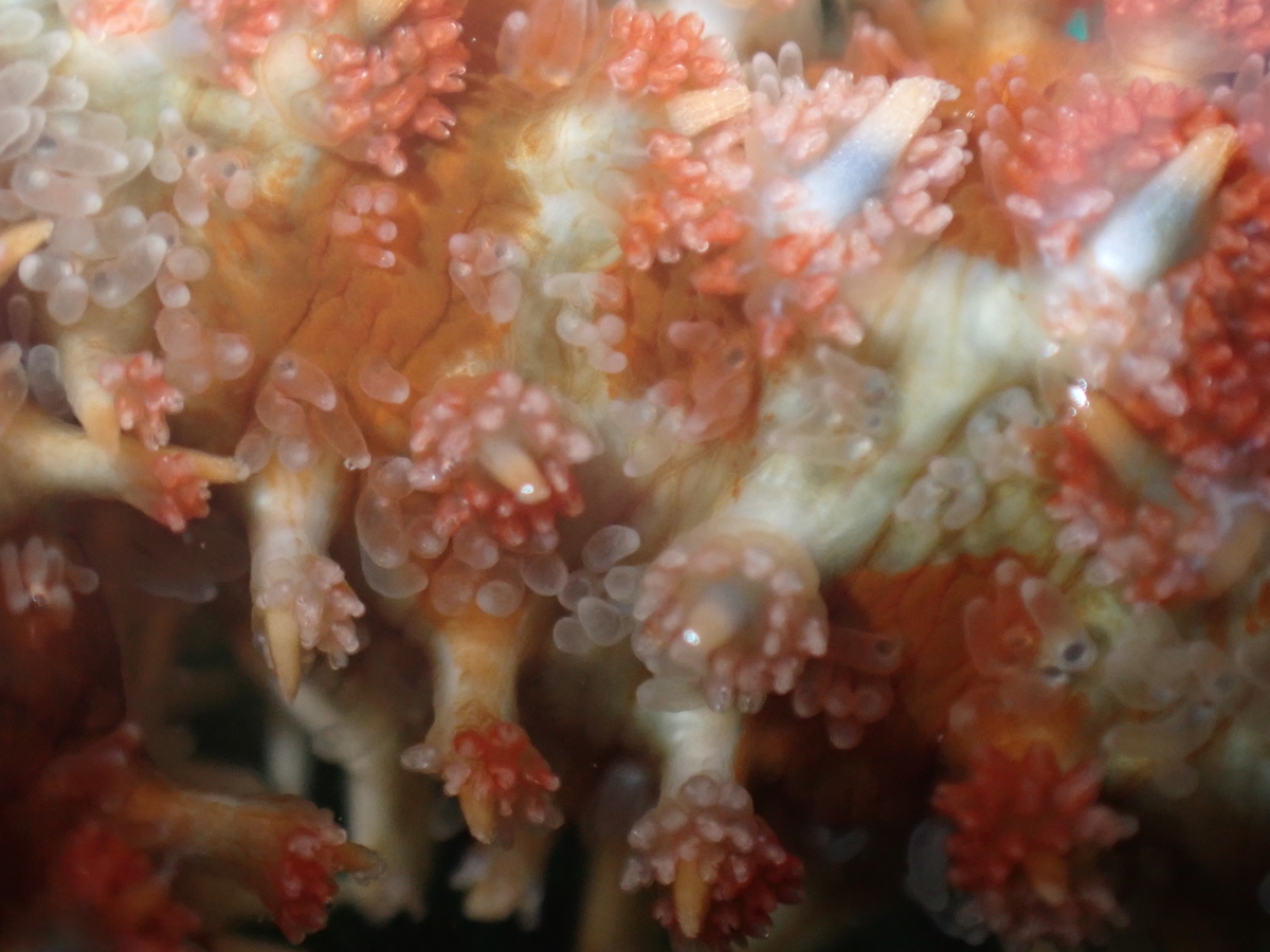 f:id:stagbeetlebeach:20200422232451j:plain