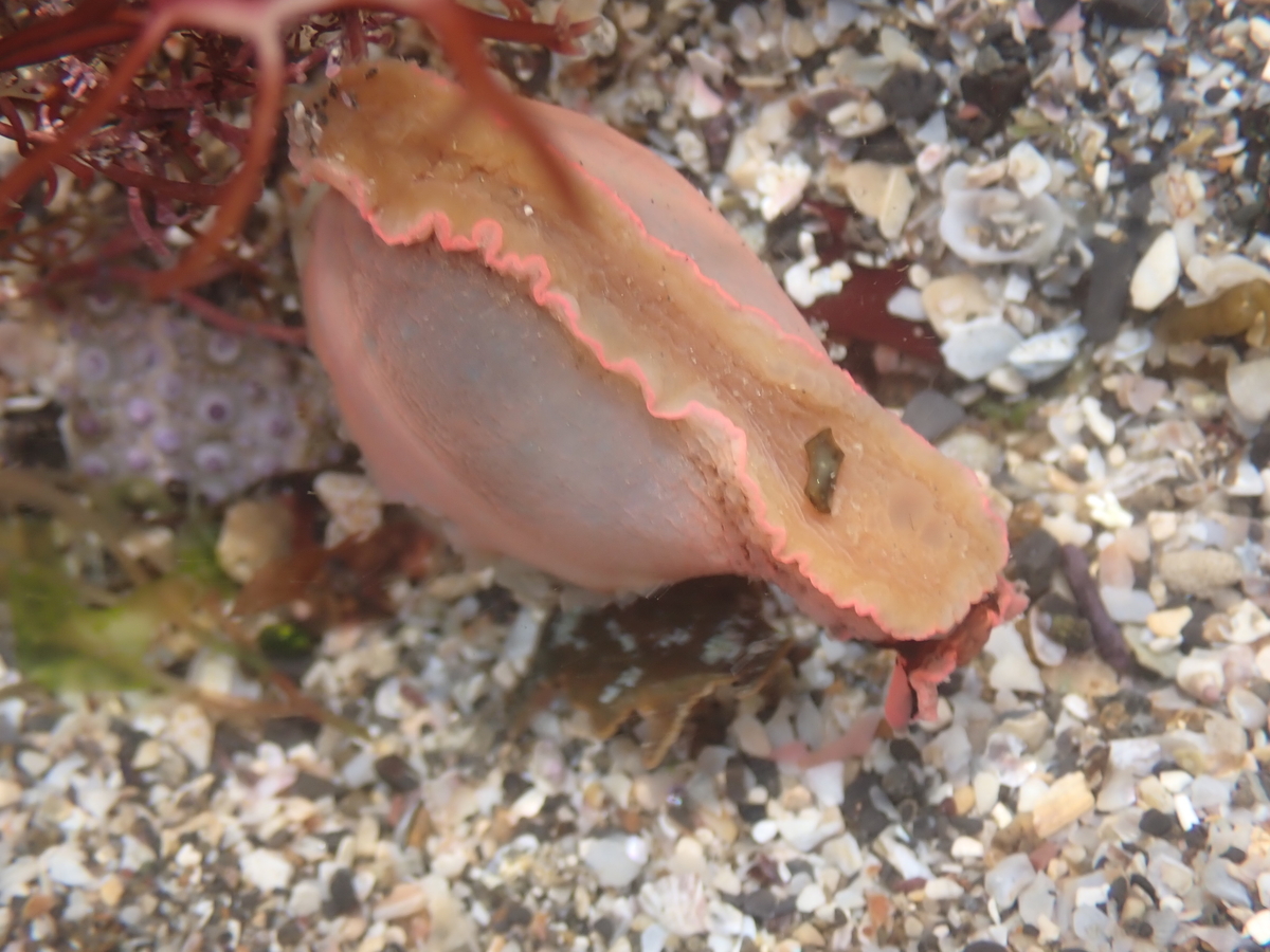 f:id:stagbeetlebeach:20200422232715j:plain