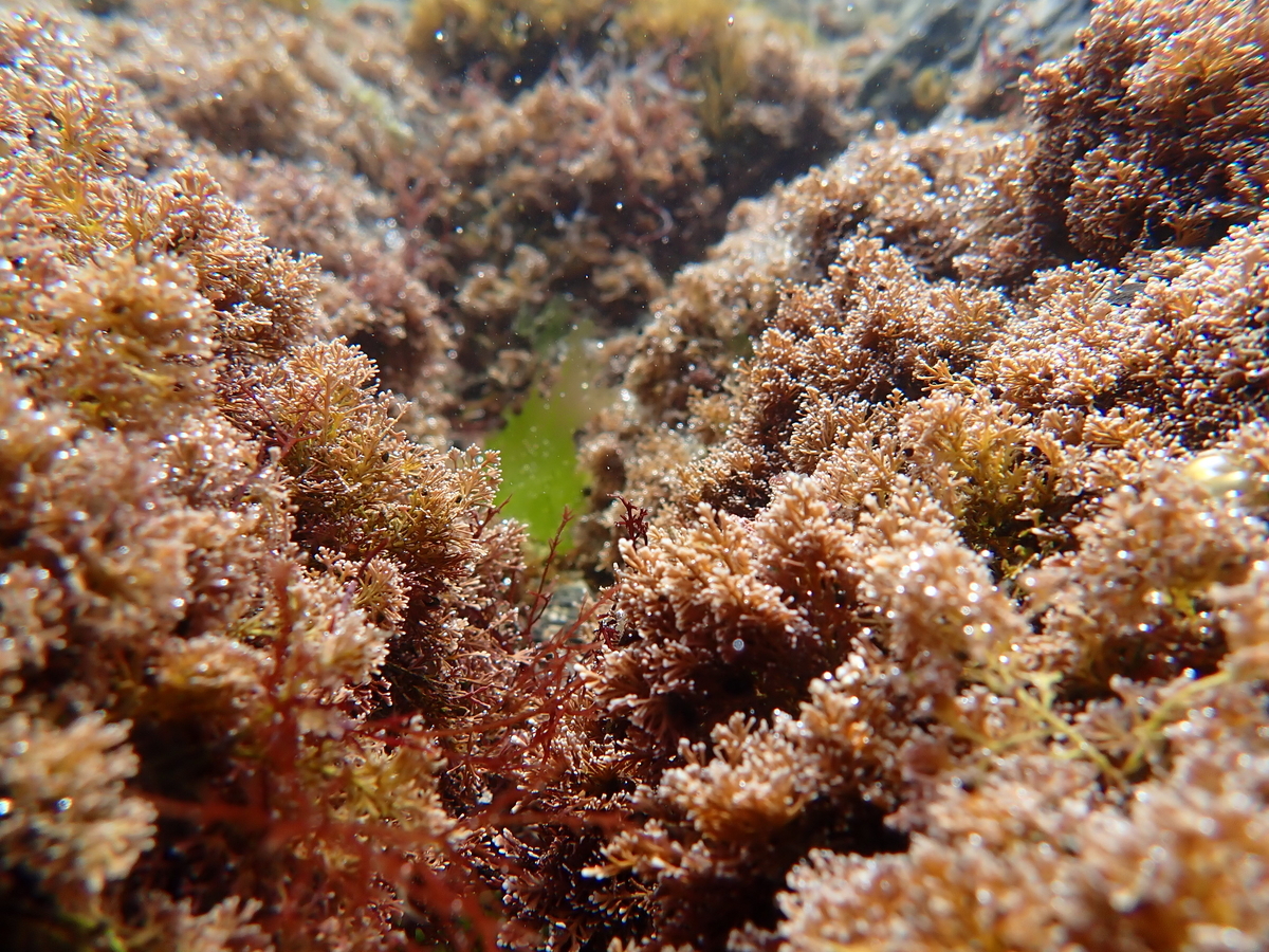 f:id:stagbeetlebeach:20200422232935j:plain