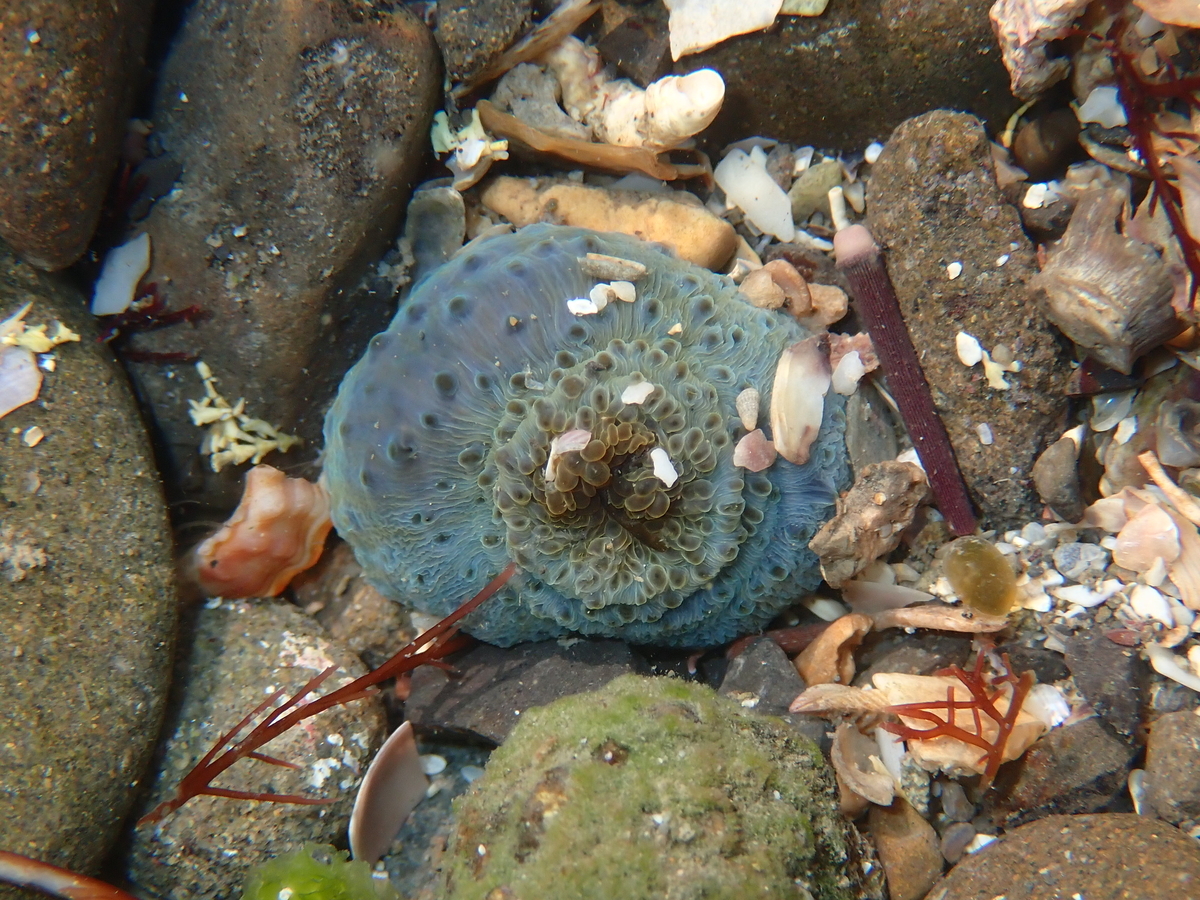 f:id:stagbeetlebeach:20200422233022j:plain