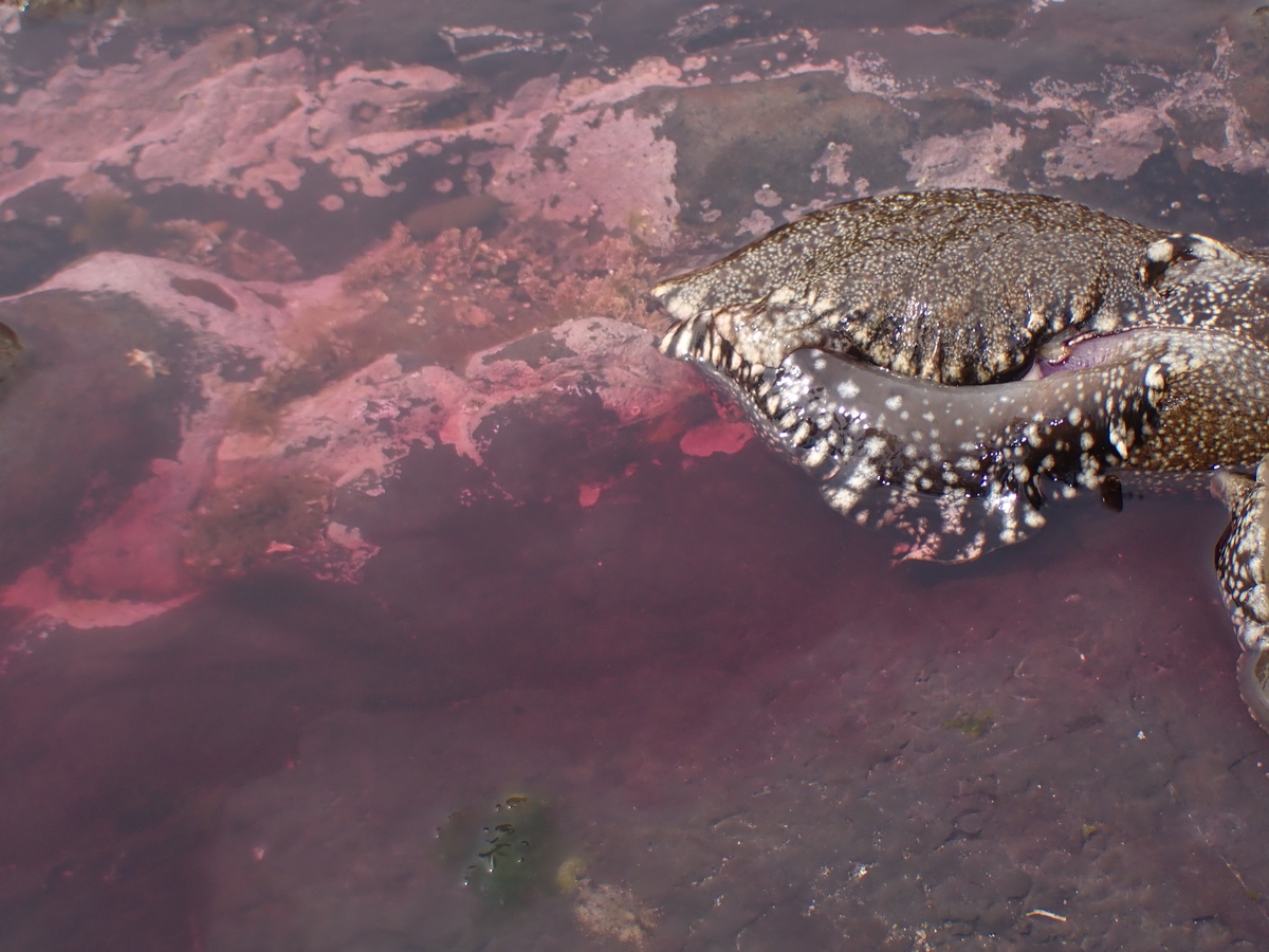 f:id:stagbeetlebeach:20200422233248j:plain