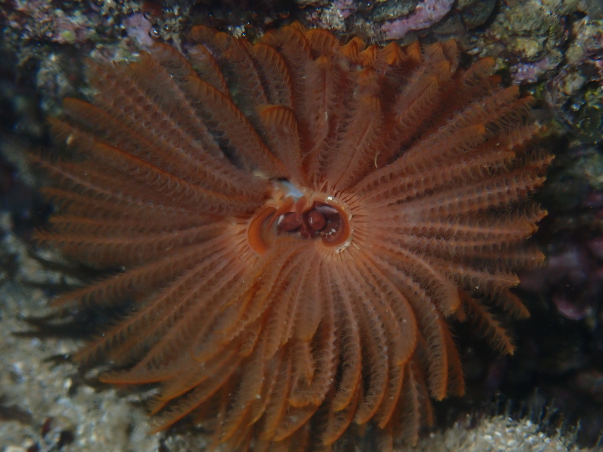 f:id:stagbeetlebeach:20200422233558j:plain