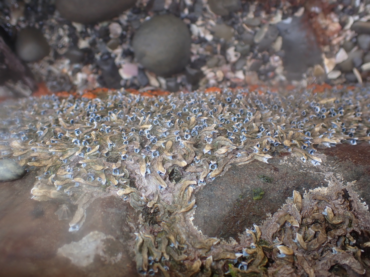 f:id:stagbeetlebeach:20200422233715j:plain