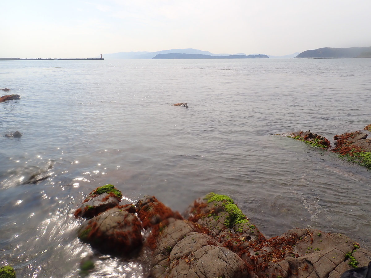 f:id:stagbeetlebeach:20200422233900j:plain