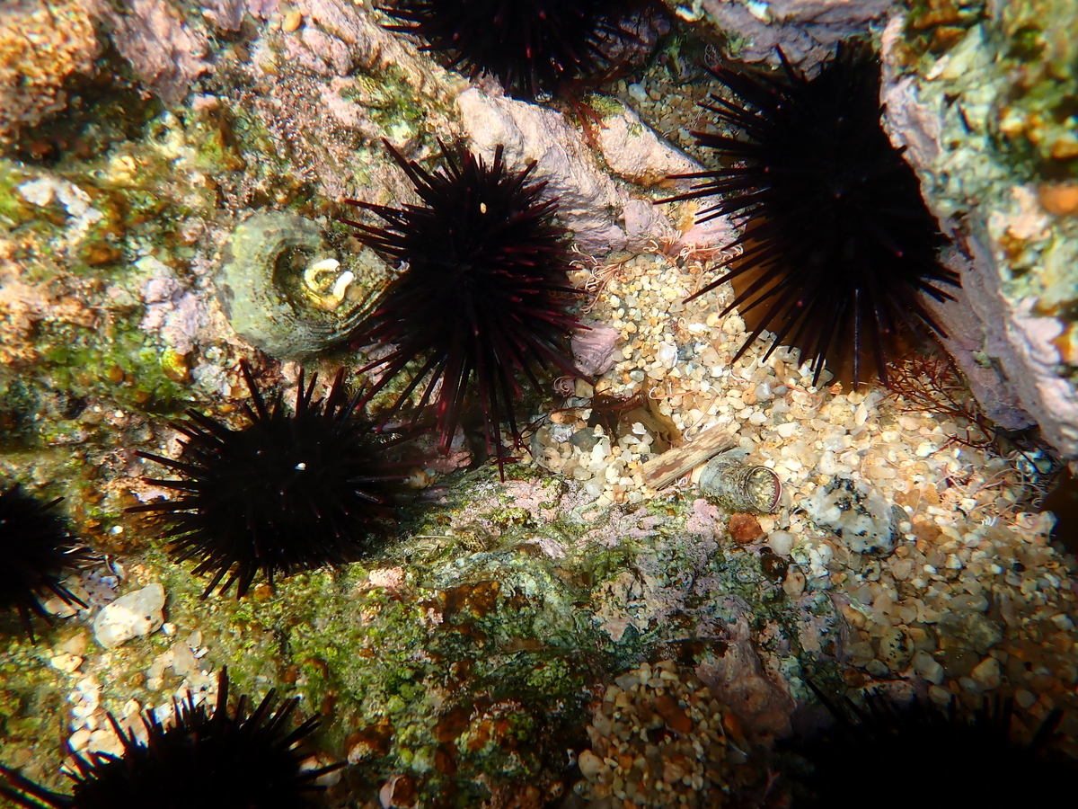 f:id:stagbeetlebeach:20200423121855j:plain