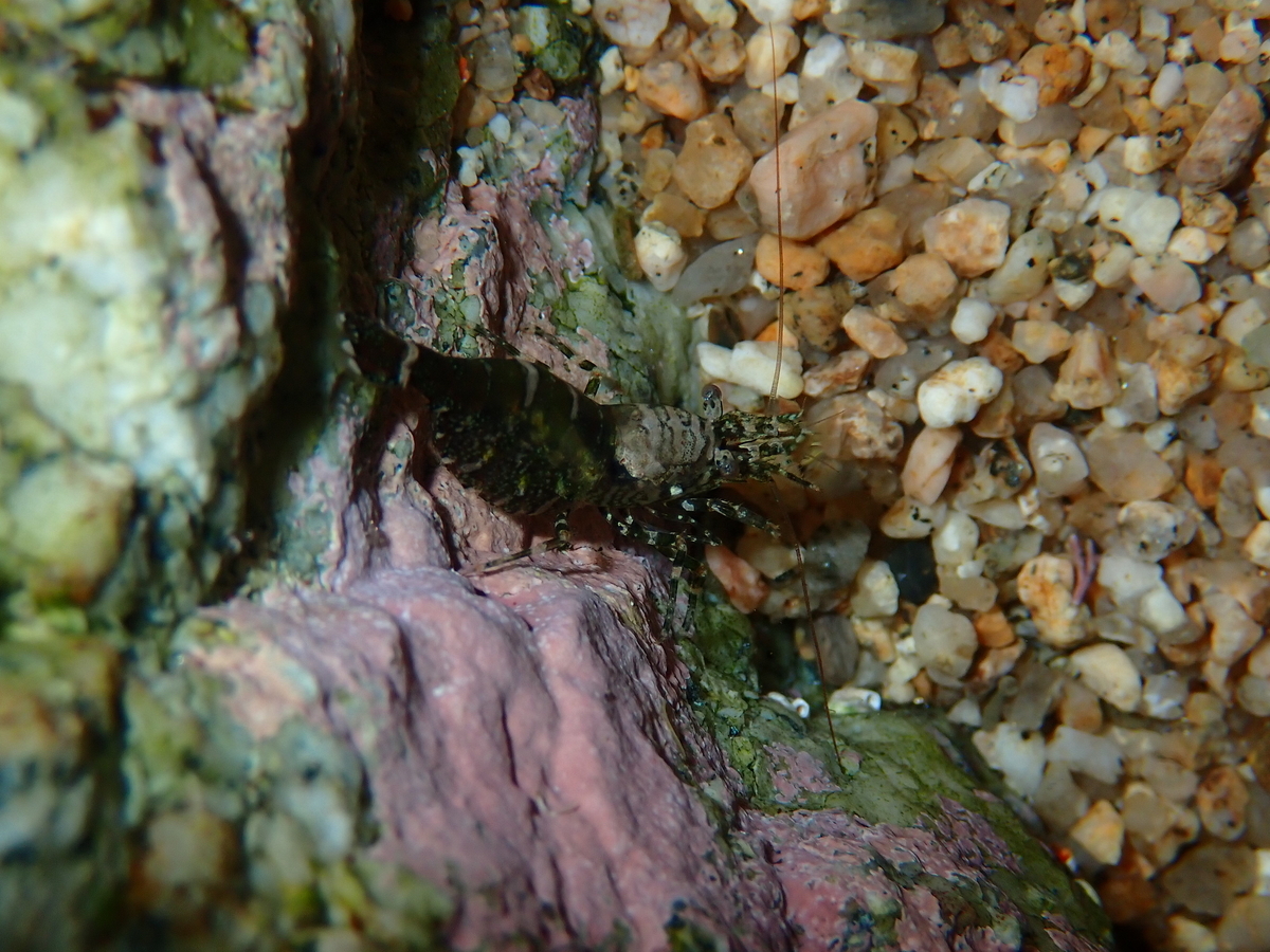 f:id:stagbeetlebeach:20200423122058j:plain