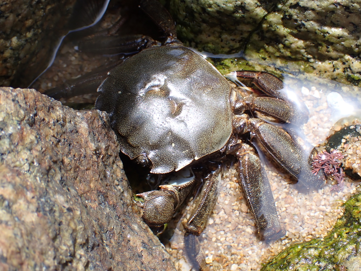 f:id:stagbeetlebeach:20200423122512j:plain