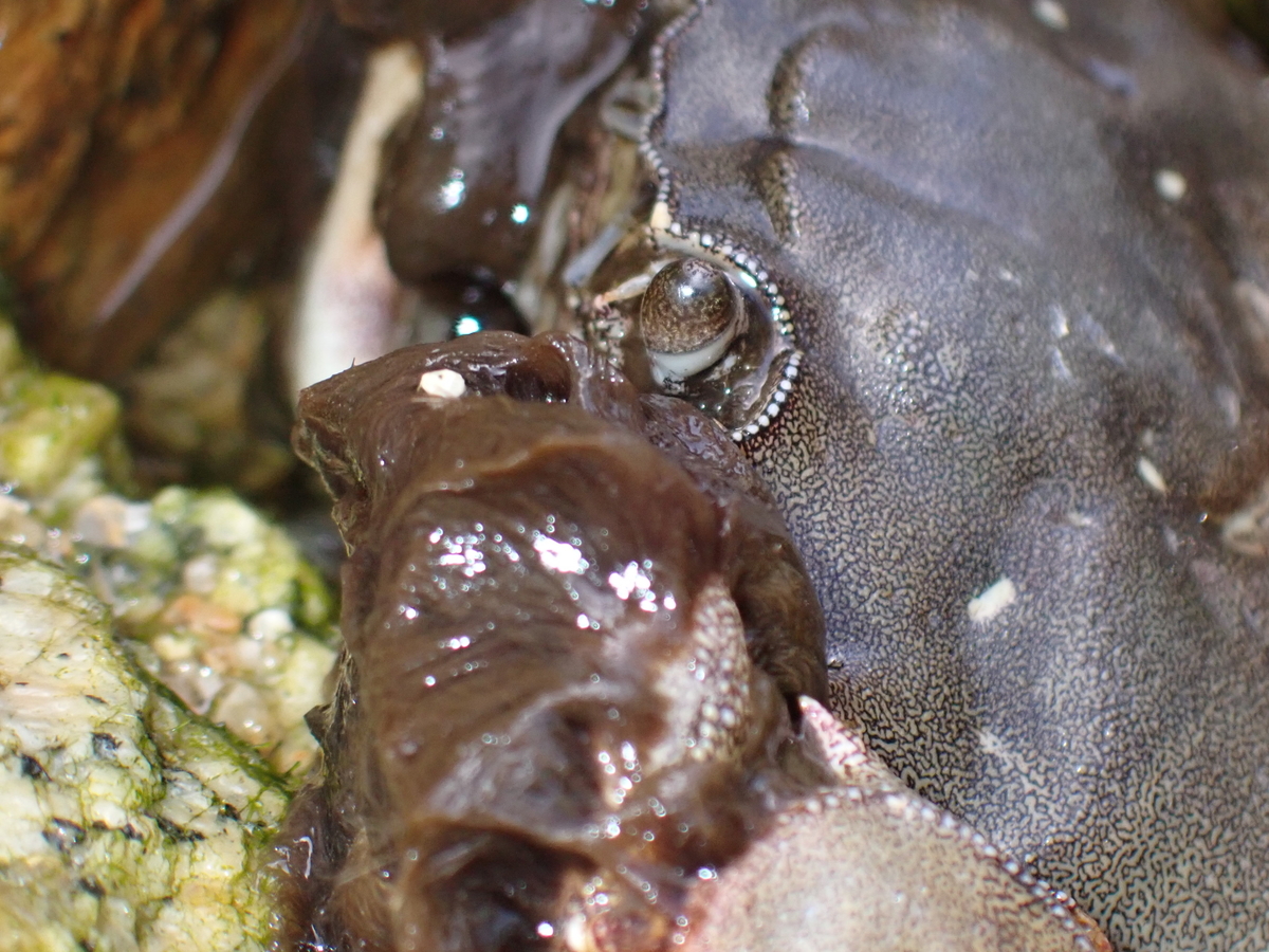 f:id:stagbeetlebeach:20200423122744j:plain