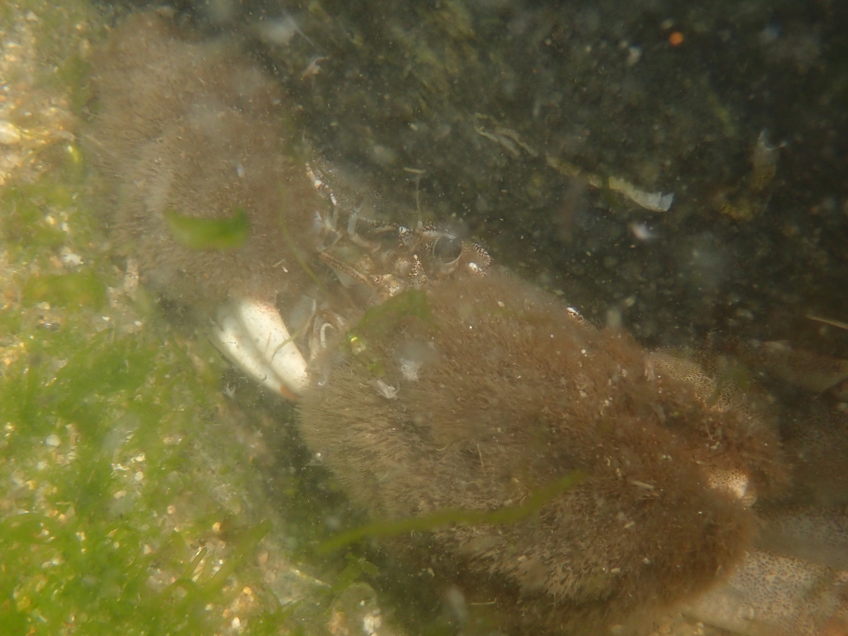 f:id:stagbeetlebeach:20200423122905j:plain