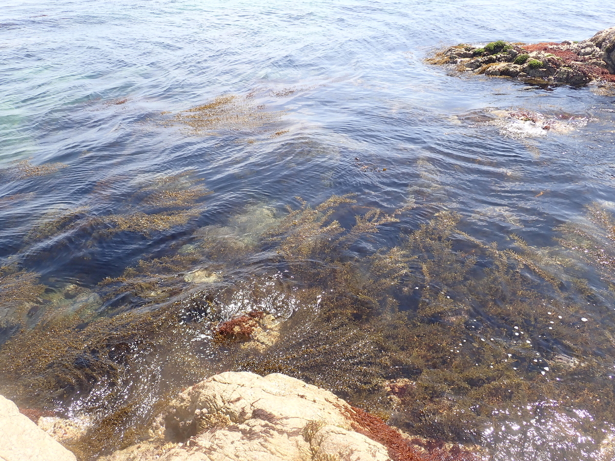 f:id:stagbeetlebeach:20200423123231j:plain