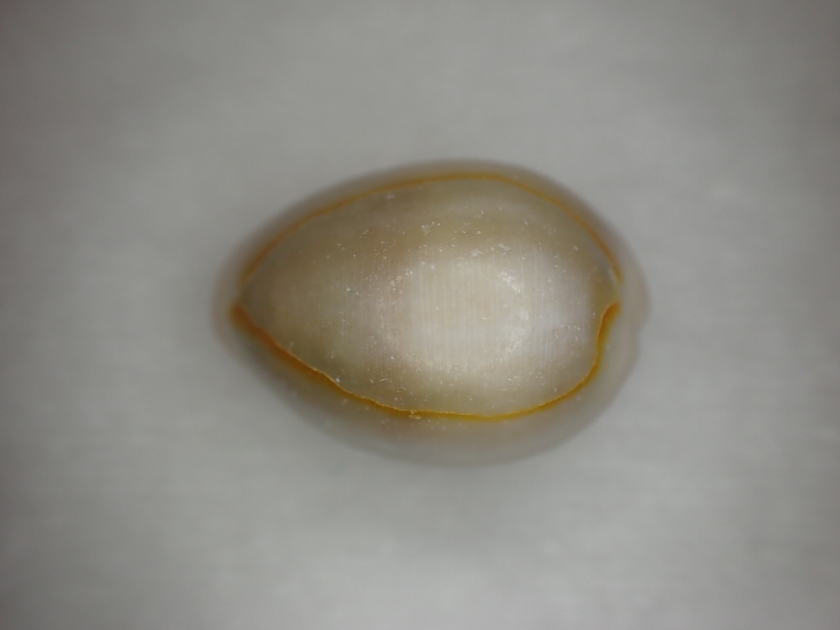 f:id:stagbeetlebeach:20200423123841j:plain