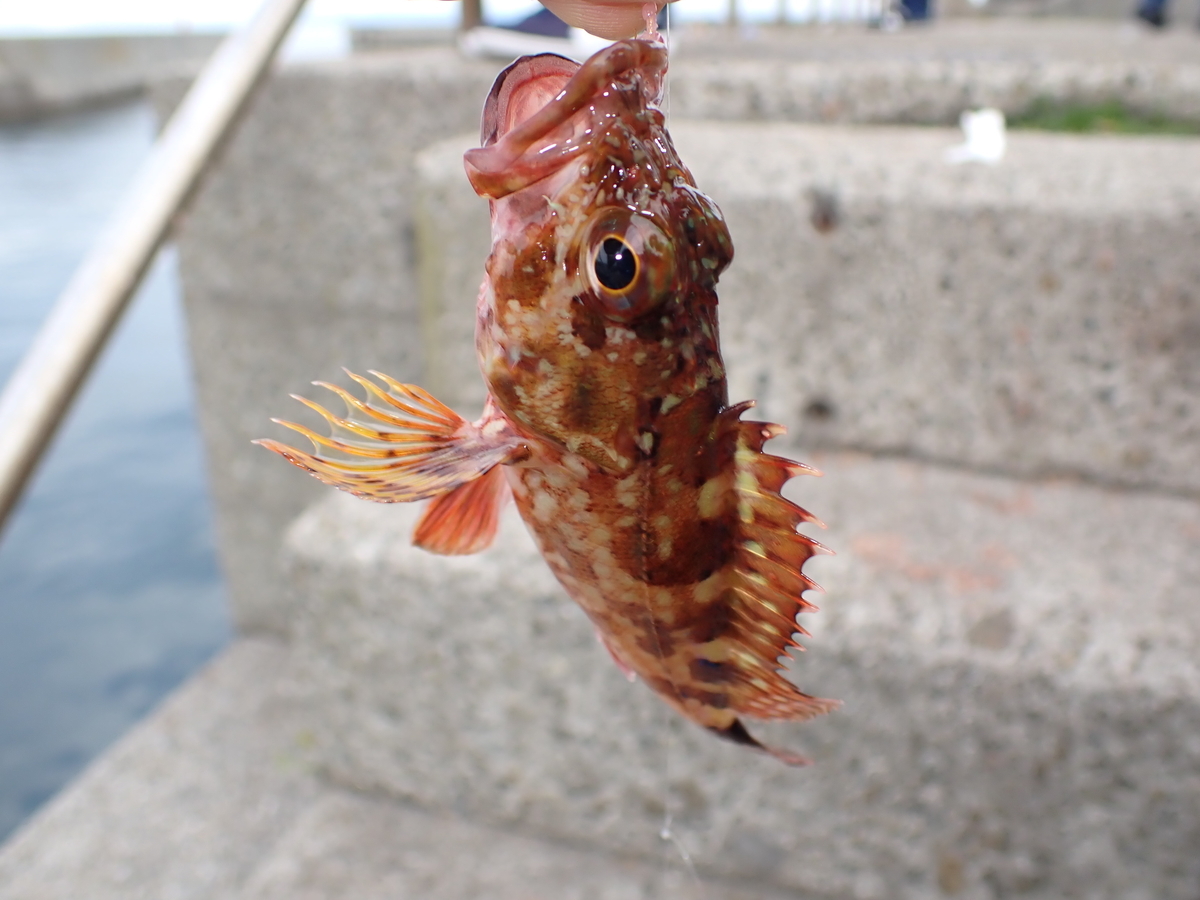 f:id:stagbeetlebeach:20200423124458j:plain