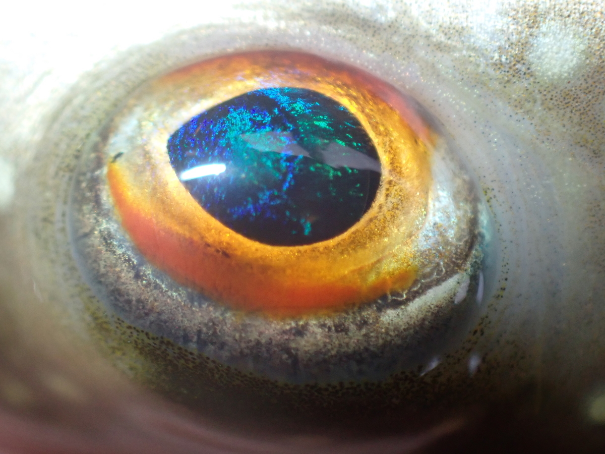 f:id:stagbeetlebeach:20200423125035j:plain