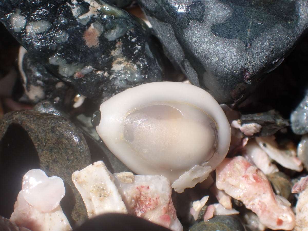 f:id:stagbeetlebeach:20200427125859j:plain