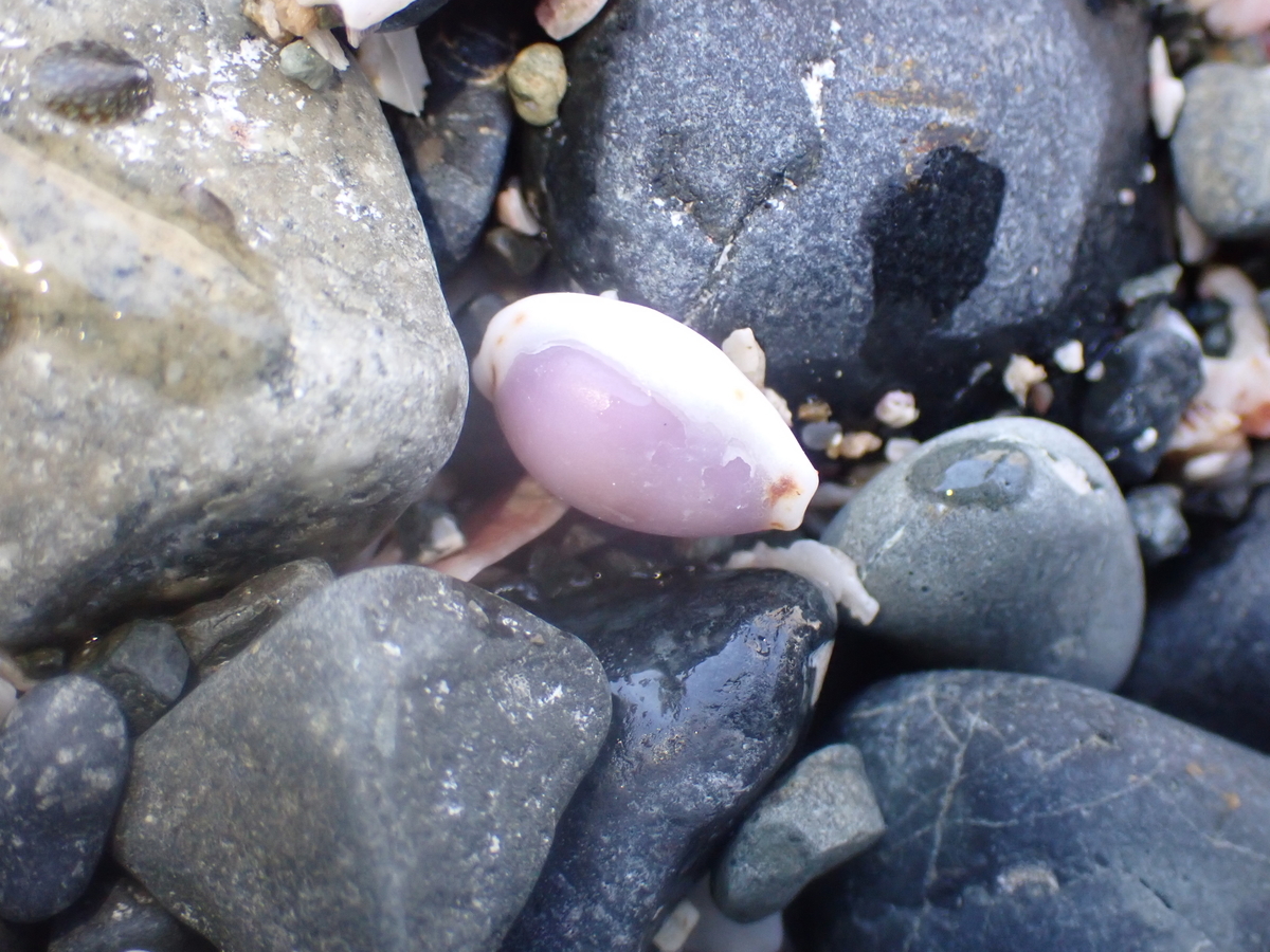 f:id:stagbeetlebeach:20200427130020j:plain