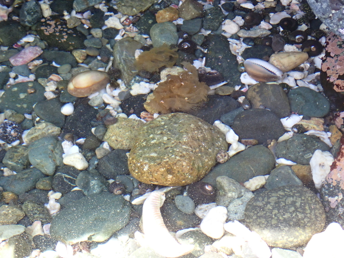 f:id:stagbeetlebeach:20200427130203j:plain