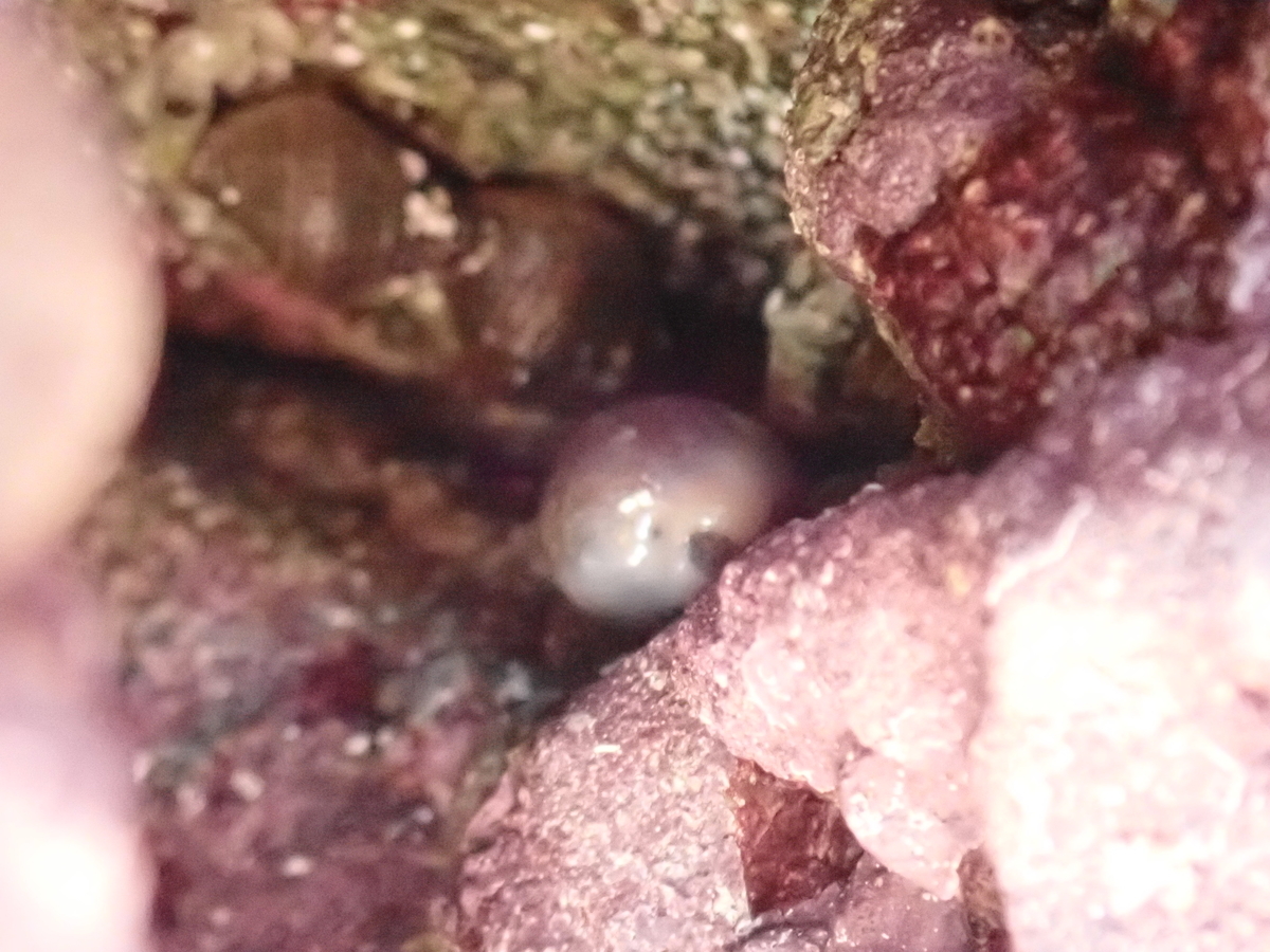 f:id:stagbeetlebeach:20200427130819j:plain