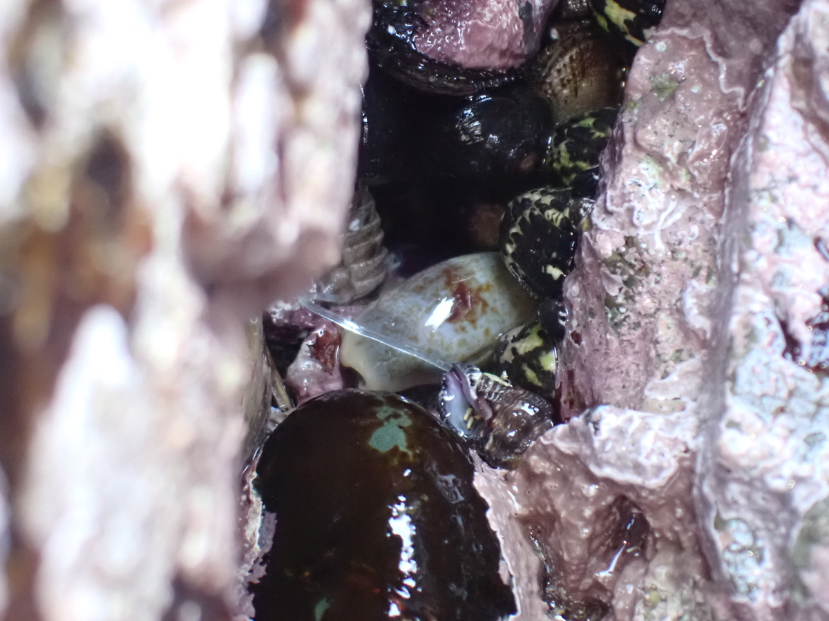 f:id:stagbeetlebeach:20200427131145j:plain