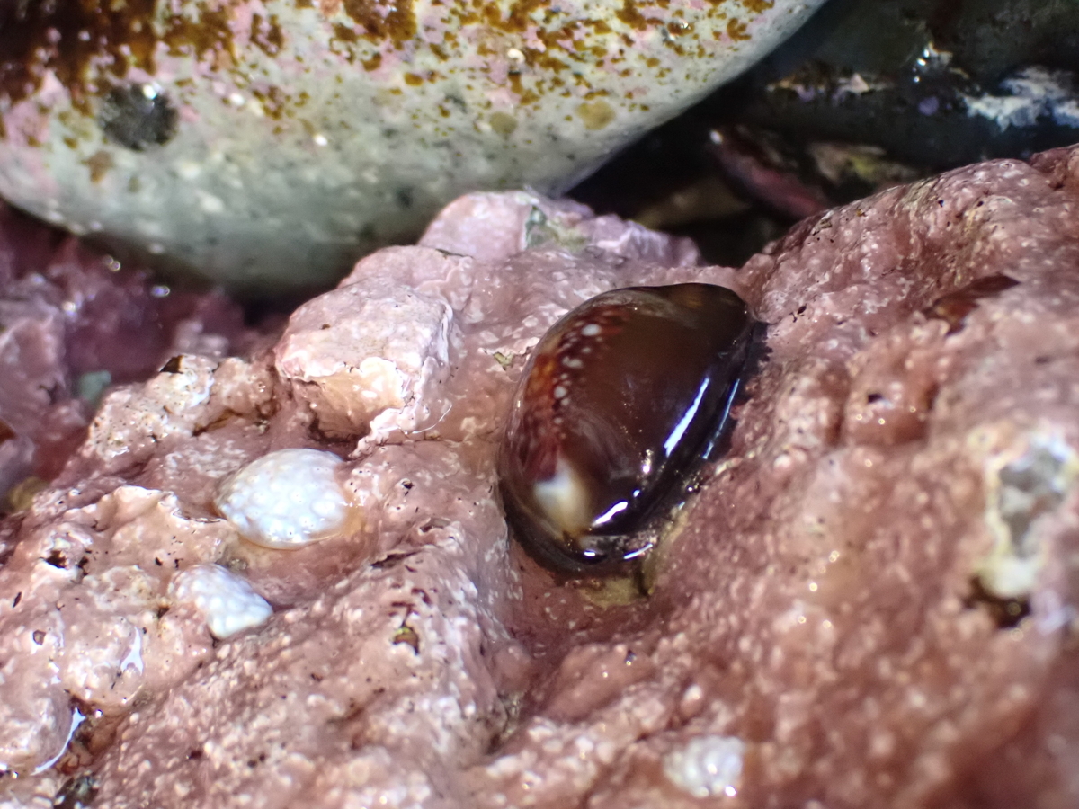 f:id:stagbeetlebeach:20200427131710j:plain